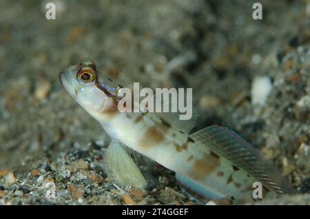 Shrimpgoby masqué, Amblyeleotris gymnocephala, à l'entrée du trou, site de plongée Serena Besar, détroit de Lembeh, Sulawesi, Indonésie Banque D'Images