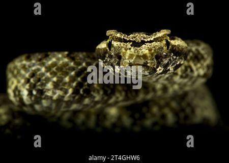 Pitviper à cornes en éventail si-Pan (Protobothrops cornutus) Banque D'Images