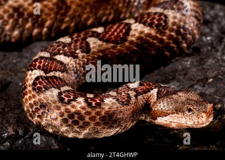 Vipère à long nez (Vipera ammodytes) Banque D'Images