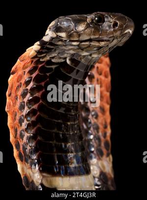 Rinkhals cobra (Hemachatus haemachatus) Banque D'Images