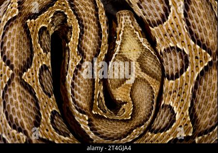 Viper de Russel (Daboia russelii) Banque D'Images