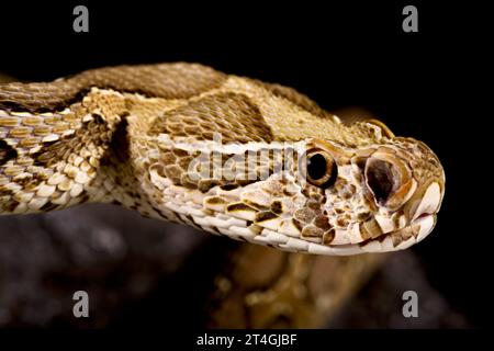 Viper de Russel (Daboia russelii) Banque D'Images