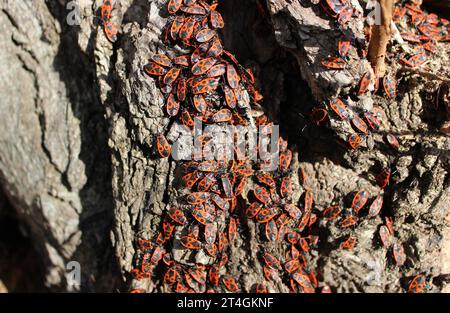 Colonie de Firebugs sur Un côté ensoleillé de tronc d'arbre en gros plan photo stock Banque D'Images