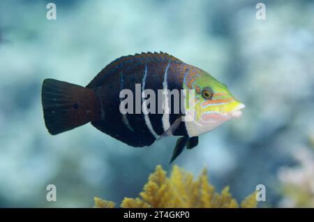 Barred Thicklip Wrasse, Hemigymnus fasciatus, Too Many Fish Dive site, Koon Island, Raja Ampat, Papouasie occidentale, Indonésie Banque D'Images