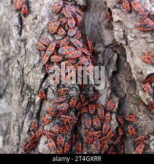 Colonie de bugs rouges Pyrrrhocoris sur un arbre photo carré en gros plan Banque D'Images