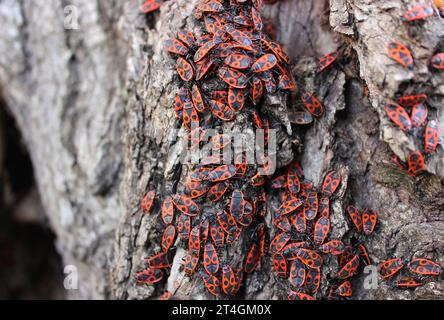 Essaim de Red Fire Bugs assis sur l'écorce chaude de Old Willow Tree Banque D'Images