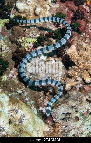 Banda Sea Krait, Laticauda colubrina, Tanjung Kelapa site de plongée, île de Manuk, Indonésie, mer de Banda Banque D'Images