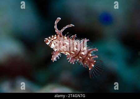 Juvenile Rockmover Wrasse, Novaculichthys taeniourus, site de plongée de Karang Hatta, île Hatta, îles Banda, Indonésie, mer de Banda Banque D'Images