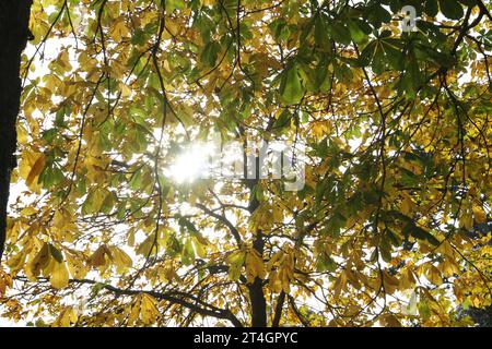 Blick am Montag 30.10.2023 in Dargun Landkreis Mecklenburgische Seenplatte auf eine herbstliche Stimmung im örtlichen Park der Kloster- und Schlossanlage. Die monumentale Anlage ging seinerzeit aus einen Zisterzienserkloster hervor. Zunächst gründeten 1172 Zisterziensermönche am heutigen Ort des Gebäudes ein Kloster. Später baute man die Klosteranlage zu einem Schloss UM. 1945 wurde der Schlosskomplex ein Opfer von Brandstiftung. Nach der Wende begann man die Gebäude zu sichern und intensiv zu nutzen. Mittlerweile finden rund UM die Kloster -und Schlossanlage zahlreiche Veranstaltungen statt. Banque D'Images