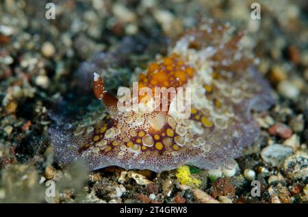 Oeufs frits Hoplodoris Nudibranch, Hoplodoris estrelyado, site de plongée Sidem, Seraya, Karangasem, Bali, Indonésie Banque D'Images