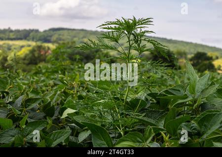 Plantes ambroises Ambrosia artemisiifolia provoquant une allergie. Banque D'Images