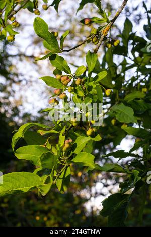 Euonymus europaeus pousse en juillet. Euonymus europaeus, le fuseau, fuseau européen, ou fuseau commun, est une espèce de plante à fleurs de la famille Banque D'Images