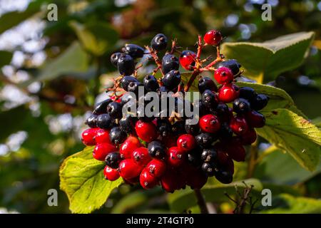 En été, le viburnum est un viburnum à feuilles entières les baies de Viburnum lantana mûrissent. Banque D'Images