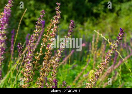 Fleurs bleu violet foncé, Salvia nemorosa Ostfriesland. Fleur violette haute. Salvia, Nepeta. Balkan Clary - Salvia sylvestris. Banque D'Images