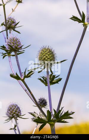 Eryngium Planum ou Blue Sea Holly - Flower Growing on Meadow. Plantes herbères sauvages. Banque D'Images