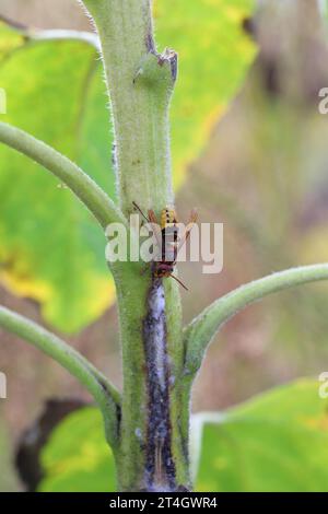 Un jus de frelon léchant s'échappant d'une plante de tournesol infectée par des bactéries pathogènes - pourriture de tige bactérienne Pectobacterium carotovorum. Banque D'Images