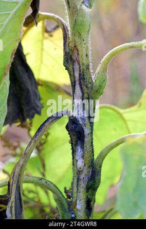 Plante de tournesol infectée par des bactéries pathogènes - pourriture bactérienne de la tige Pectobacterium carotovorum, subsp. Carotovorum et P. atrosepticum. Banque D'Images