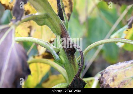 Plante de tournesol infectée par des bactéries pathogènes - pourriture bactérienne de la tige Pectobacterium carotovorum, subsp. Carotovorum et P. atrosepticum. Banque D'Images