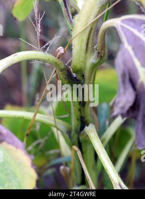 Plante de tournesol infectée par des bactéries pathogènes - pourriture bactérienne de la tige Pectobacterium carotovorum, subsp. Carotovorum et P. atrosepticum. Banque D'Images