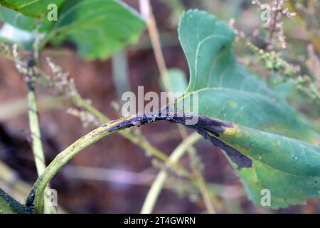 Plante de tournesol infectée par des bactéries pathogènes - pourriture bactérienne de la tige Pectobacterium carotovorum, subsp. Carotovorum et P. atrosepticum. Banque D'Images