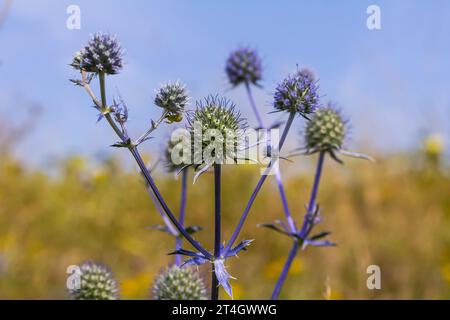 Eryngium Planum ou Blue Sea Holly - Flower Growing on Meadow. Plantes herbères sauvages. Banque D'Images