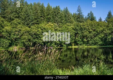 Forêt mixte à Hebo Lake, Siuslaw National Forest, Oregon Coast Range, Oregon, États-Unis Banque D'Images