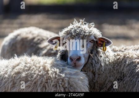 Les moutons paissent paisiblement dans la plume. Beaucoup de beaux agneaux. Les rayons du soleil illuminent la laine blanche, noire et brune des brebis. Ils hu Banque D'Images