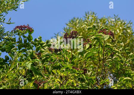 Grappe de sureau noir Sambucus. Buisson de sureau avec des baies. Banque D'Images