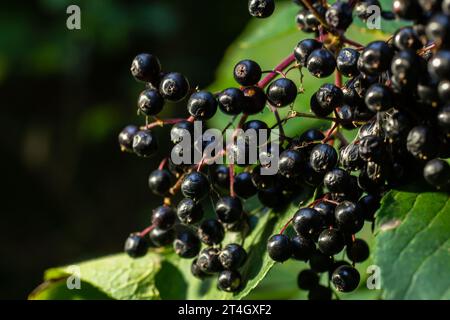 Grappe de sureau noir Sambucus. Buisson de sureau avec des baies. Banque D'Images