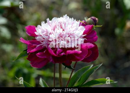 Paeonia lactiflora Cap blanc dans le jardin de fleurs Banque D'Images