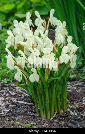 Roscoea 'Kew Beauty', Roscoea cautleyoides 'Grandiflora', Roscoea cautleyoides 'Kew Beauty', Roscoea cautleyoides, forme Kew, roscoea 'Kew Beauty' 'Kew Banque D'Images