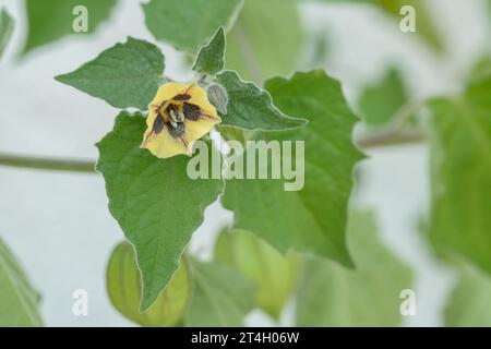 Fleur jaune d'une groseille du cap (Physalis peruviana). Banque D'Images