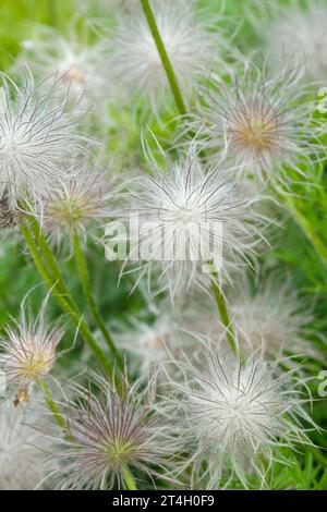 Hybrides de Pulsatilla vulgaris Heiler, fleur de pasque, têtes de semis moelleuses à la fin du printemps/début de l'été Banque D'Images