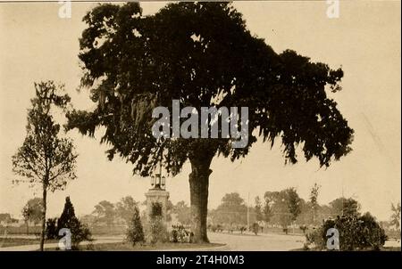 Live Oak Tree dans l'un des nouveaux parcs de Houston du livre Texas, The Wonderful, The State of the six Flags ; par Nevin Otto Winter a publié la page Company 1916, y compris les comptes de la colonie espagnole et l'établissement des missions indiennes; l'expédition malheureuse et la mort de la salle ; le roman de ses débuts et histoires de ses pionniers Hardy ; la République du Texas de neuf ans ; Stephen F. Austin et Sam Houston ; 'Remember the Alamo' ; le développement des ranchs de bétail ; The Great Ranches et une visite d'un ranch de million d'acres ; The Growing Cities ; The Rehabilitation Banque D'Images