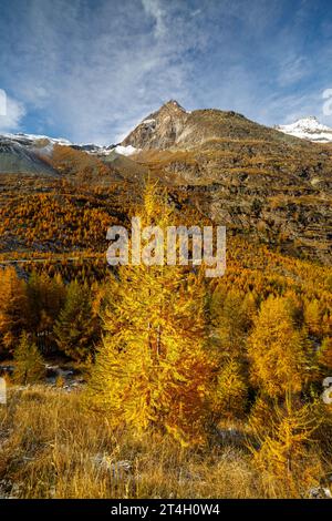 Mélèze européen de couleur jaune (Larix decidua) en automne à Saas Almagell, Valais Banque D'Images