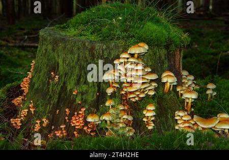 Touffe de soufre et champignons de velours poussant sur le tronc pourri d'un pin Banque D'Images