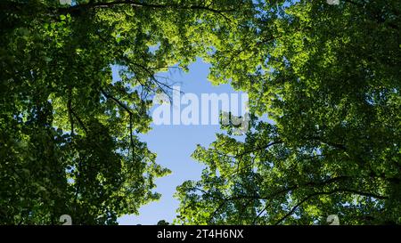 Couronnes d'arbres en été à Schwerin Banque D'Images