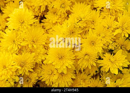 Fond floral naturel. Gros plan des chrysanthèmes jaunes. Vue de dessus. Pose à plat. Banque D'Images
