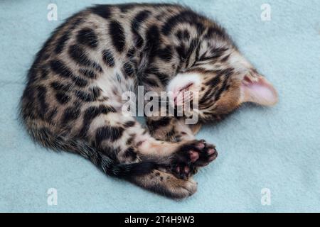 Mignon bengal chaton d'un mois dormant sur la couverture bleue gros plan. Banque D'Images