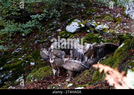 groupe de vautours dans la forêt de hêtres commençant un mouton mort. le chef du groupe règne sur le reste, hiérarchie dans le règne animal. horizontal Banque D'Images