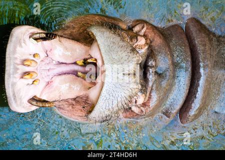Un hippopotame ouvre la bouche dans un parc safari en Thaïlande Banque D'Images