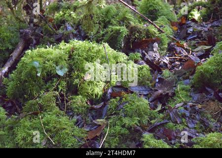 Sentier couvert de mousse dans les bois, Bolazec, Finistère, Bretagne Breizh Bretagne, Monts d'Arrée, France Banque D'Images