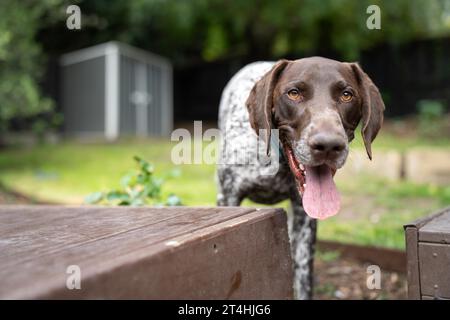 gros plan d'un pointeur allemand à cheveux courts pedigree pur-sang regardant la caméra. chiot chiot gsp en australie Banque D'Images