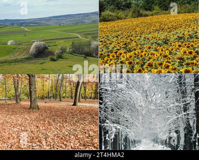 Les quatre saisons en une seule image. Collage avec printemps, été, automne, hiver. Papier peint avec printemps, été, automne, hiver Banque D'Images