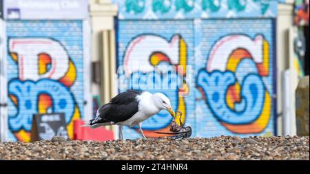 Un grand goéland à dos noir , Larus marinus , se nourrissant d'une charogne d'oiseaux morts sur la plage de Brighton après les tempêtes d'automne Banque D'Images