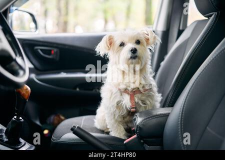 Chien blanc moelleux assis dans la voiture sur le siège passager avant prêt à voyager. Voyager avec animaux de compagnie concept Banque D'Images