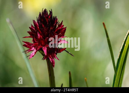 Orchidée vanille noire (Nigritella nigra) avec odeur de vanille Banque D'Images