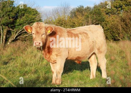 Bovins : les Charolais élèvent des taureaux sur des terres agricoles en Irlande rurale Banque D'Images