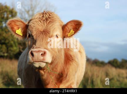 Bovins : Charolais élève un taureau avec de l'herbe en bouche dans le champ sur des terres agricoles en Irlande rurale Banque D'Images