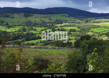 Paysage vallonné de collines du comté de Sligo, Irlande avec des champs verts de pâturages agricoles bordés d'arbres, de haies et de murs en pierre sèche Banque D'Images